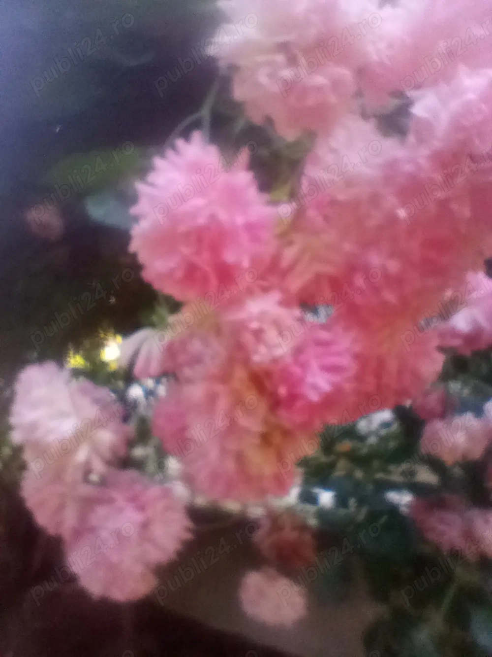 Vând trandafiri urcători