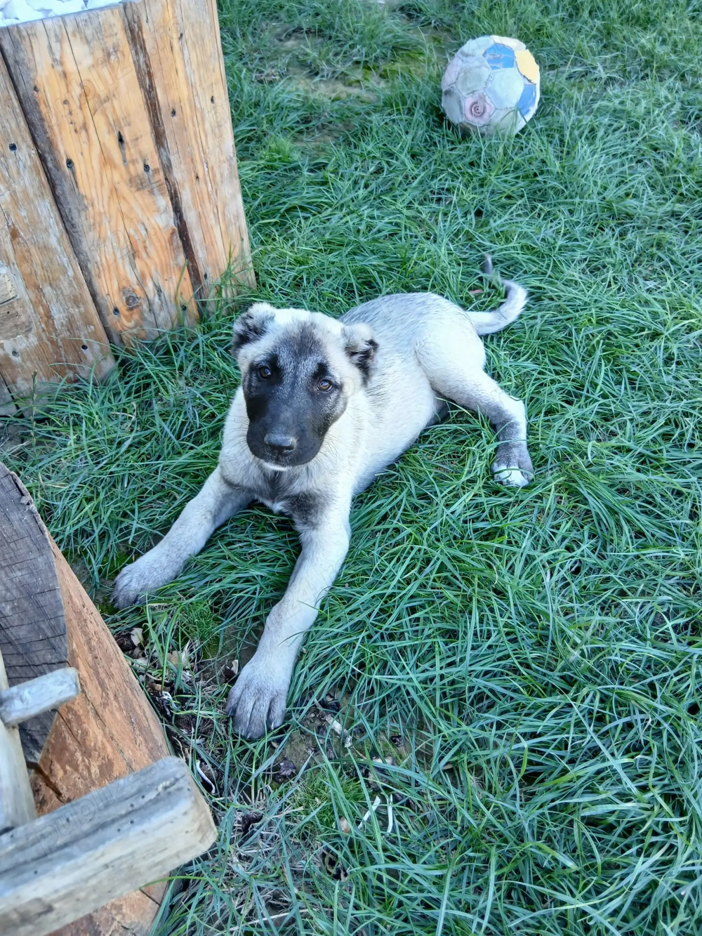 Caini kangal original 