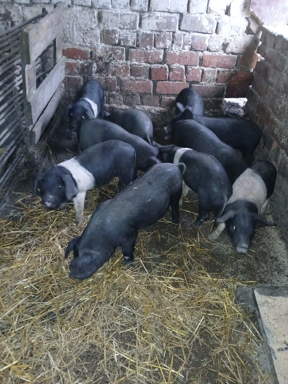 Se vinde urgent Se vinde urgent