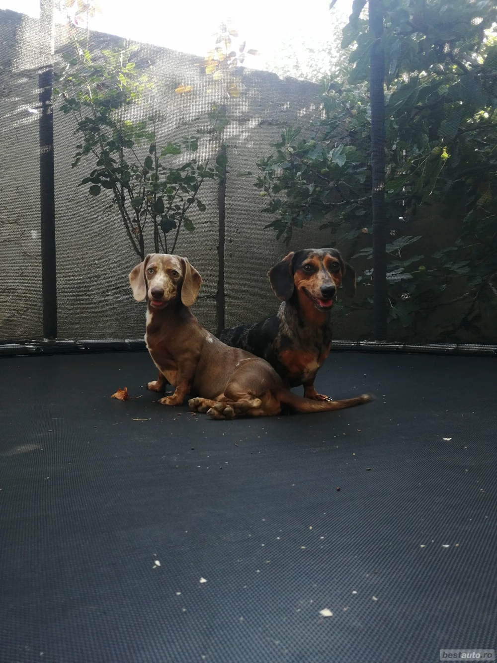 Are cineva un mascul de teckel? 