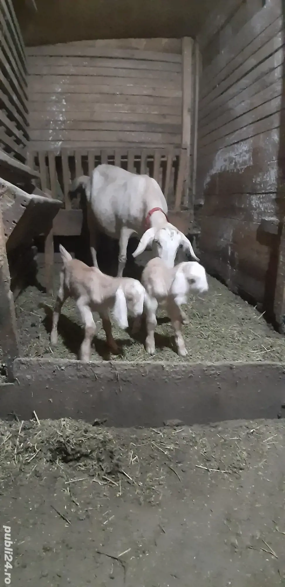 Capra Anglo Nubian Metis