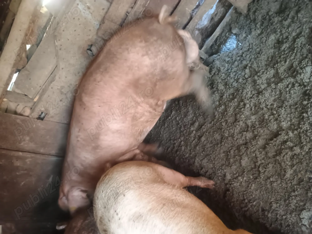 Vier duroc  de vanzare Vier duroc  de vanzare