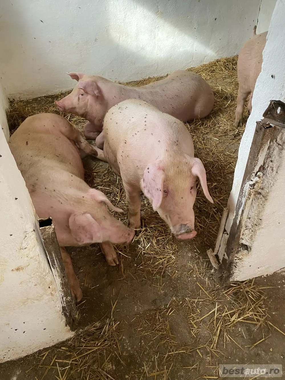 porci de vanzare  porci de vanzare