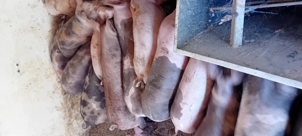 Porci  grasi 100 Porci  grasi 100