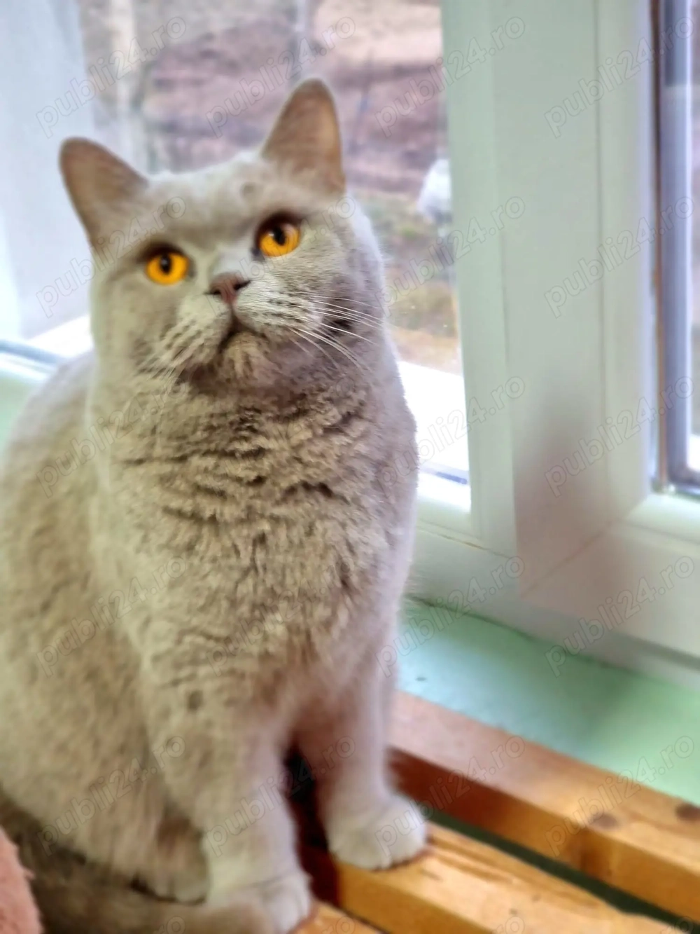 Femelă Brithis  Lilac Femelă Brithis  Lilac