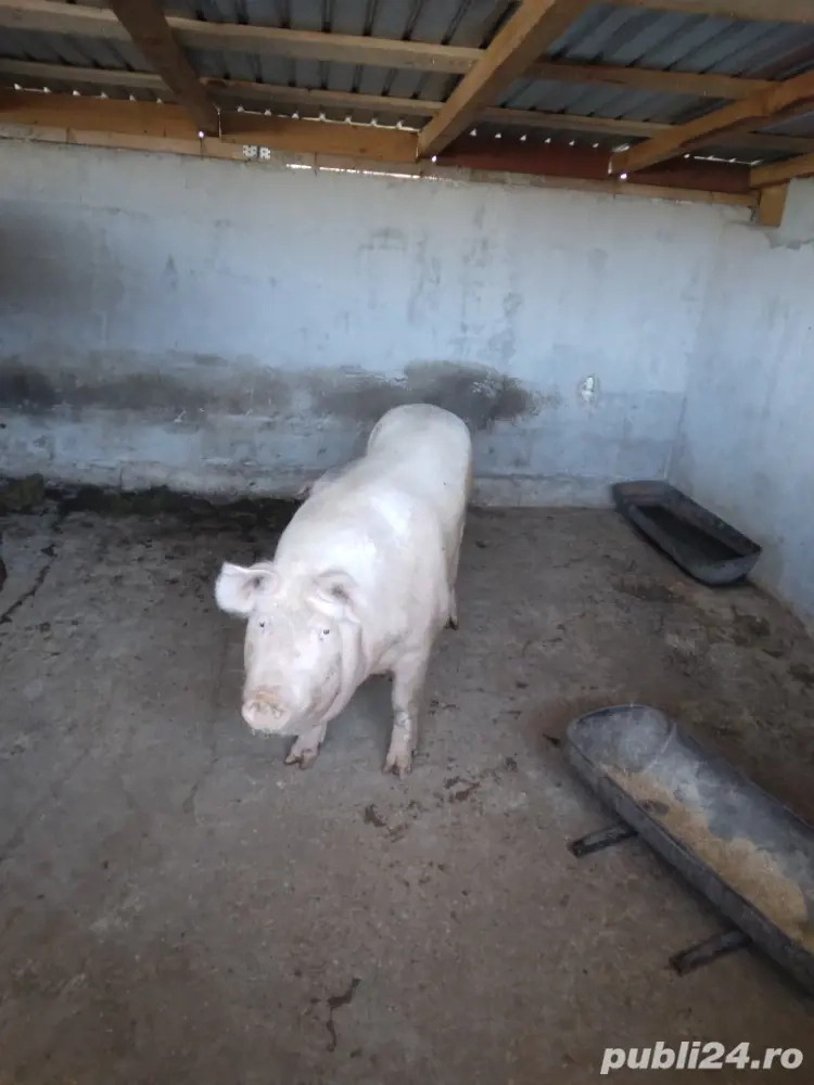Vînd porc Marele Alb
