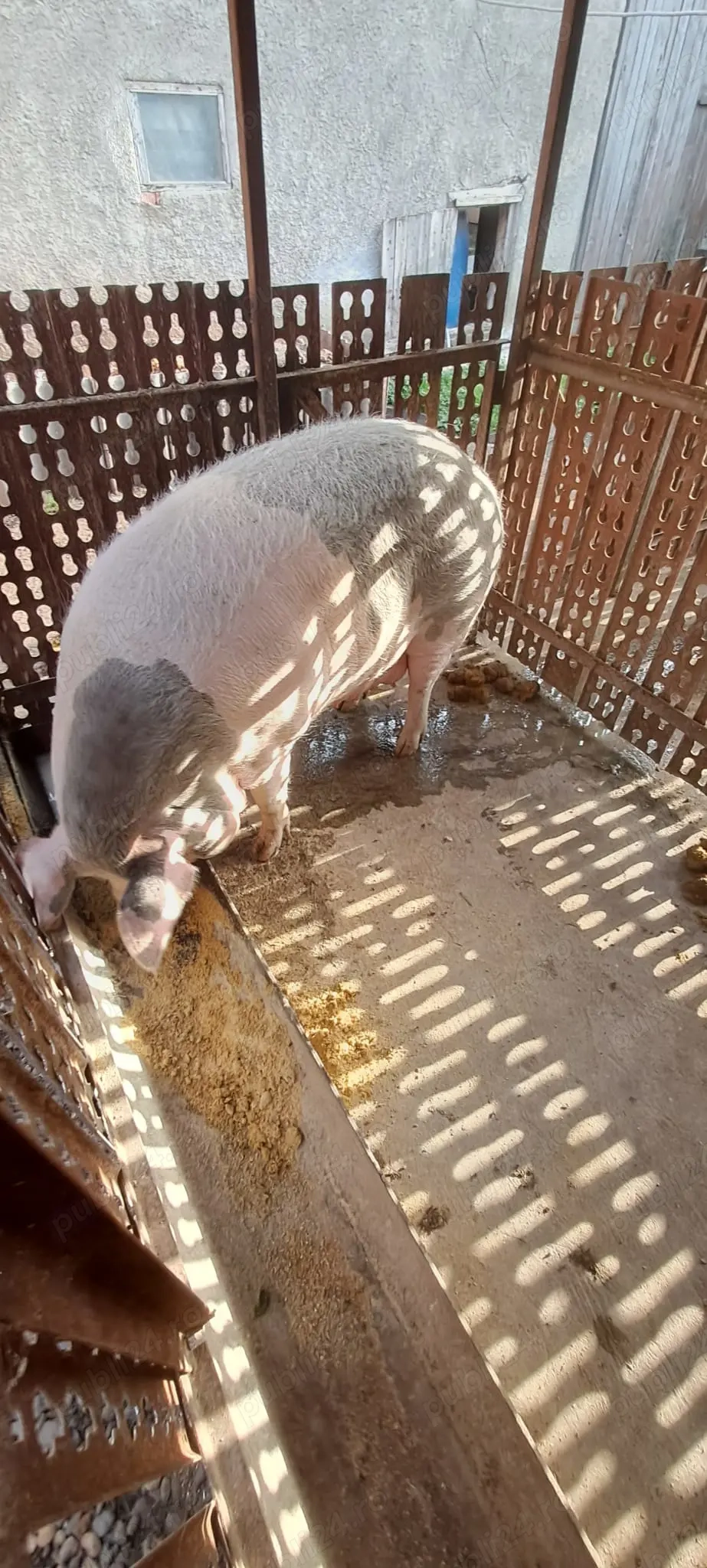 Vand scroafa pentru sacrificat  Vand scroafa pentru sacrificat