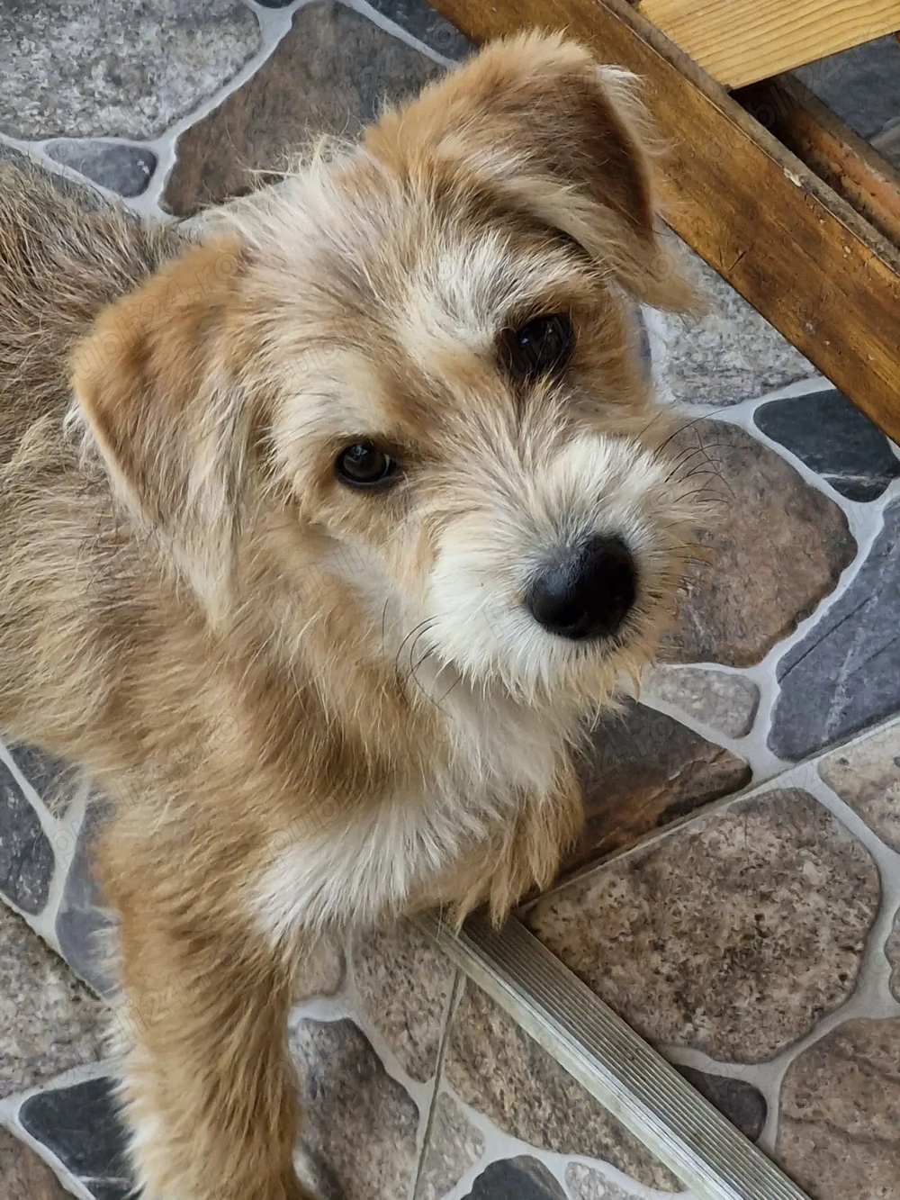 Terrier spre adoptie - 4 luni, vaccinat, deparazitat