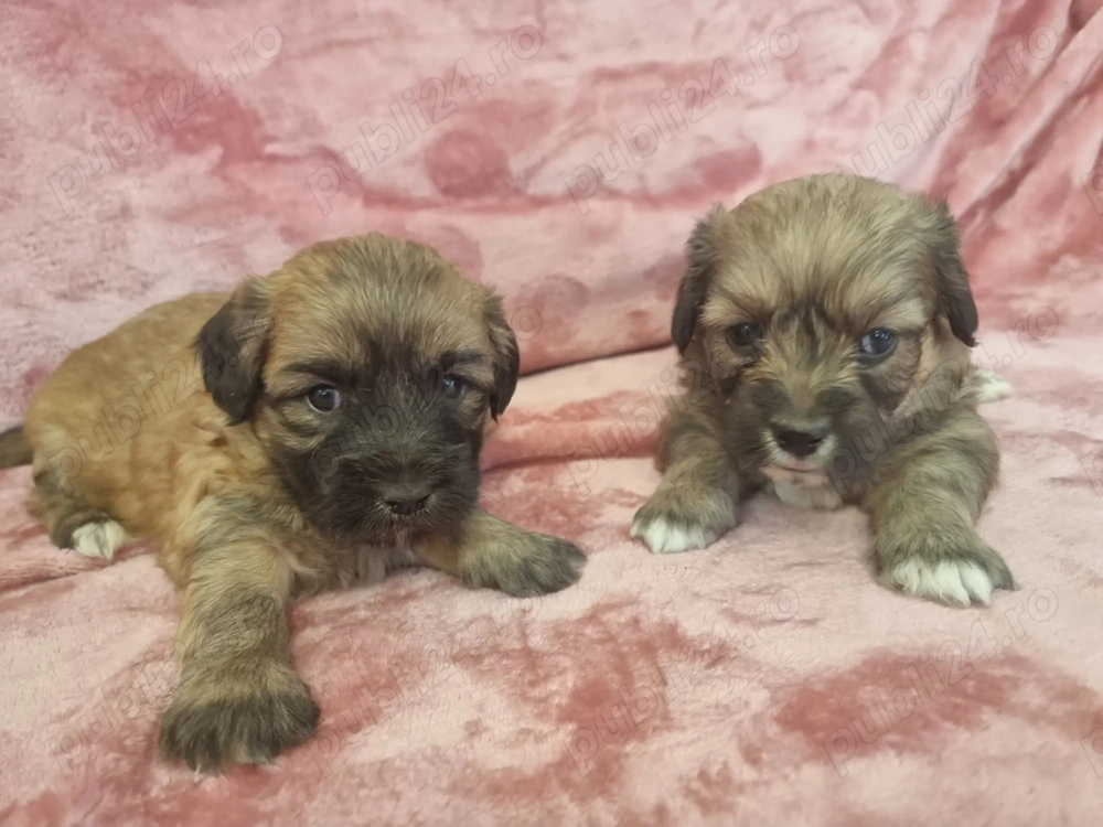 Bichon Havanez 8 aaptamani Bichon Havanez 8 aaptamani