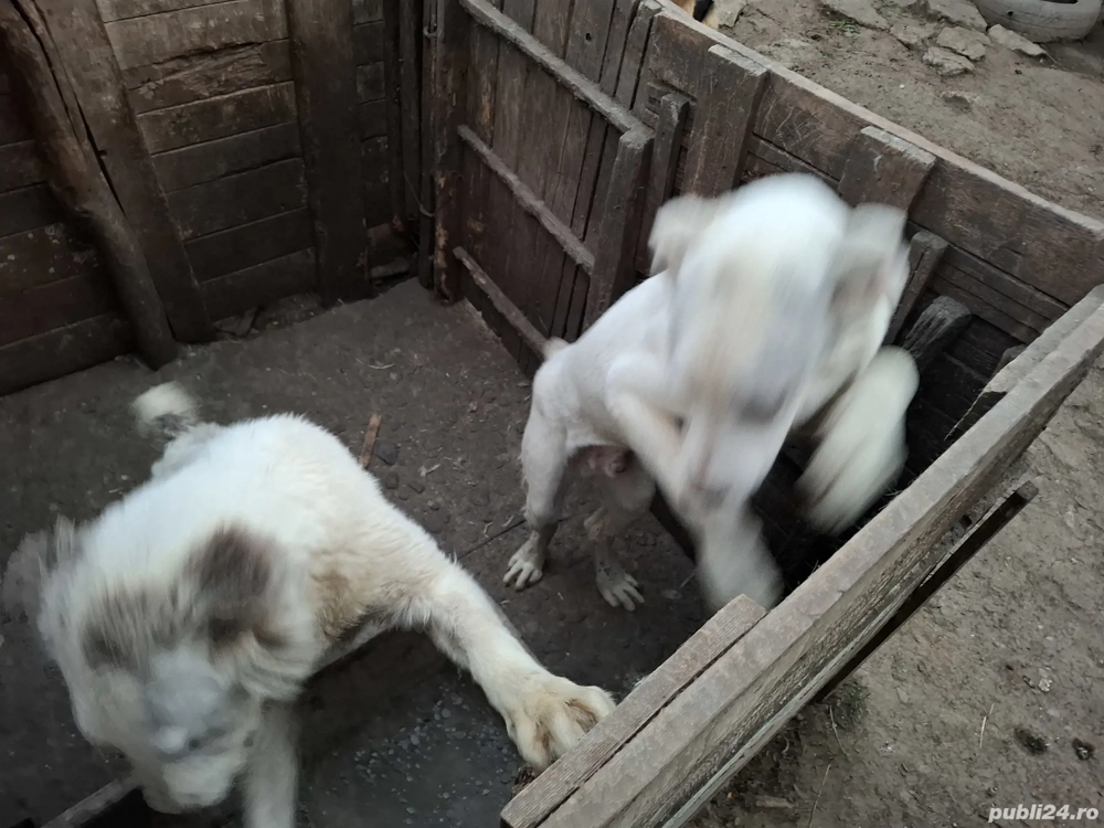  donație câine cangal și cățea ciobănesc