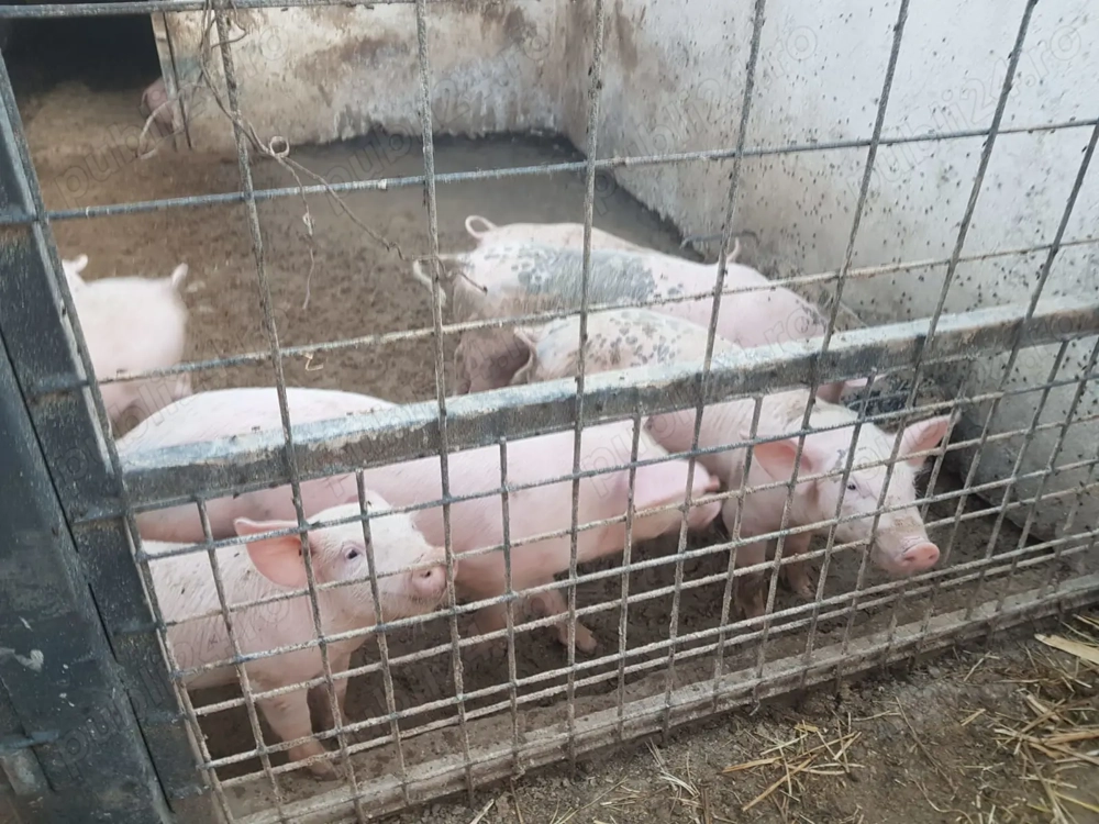 Vand purcei Pietran Landrace