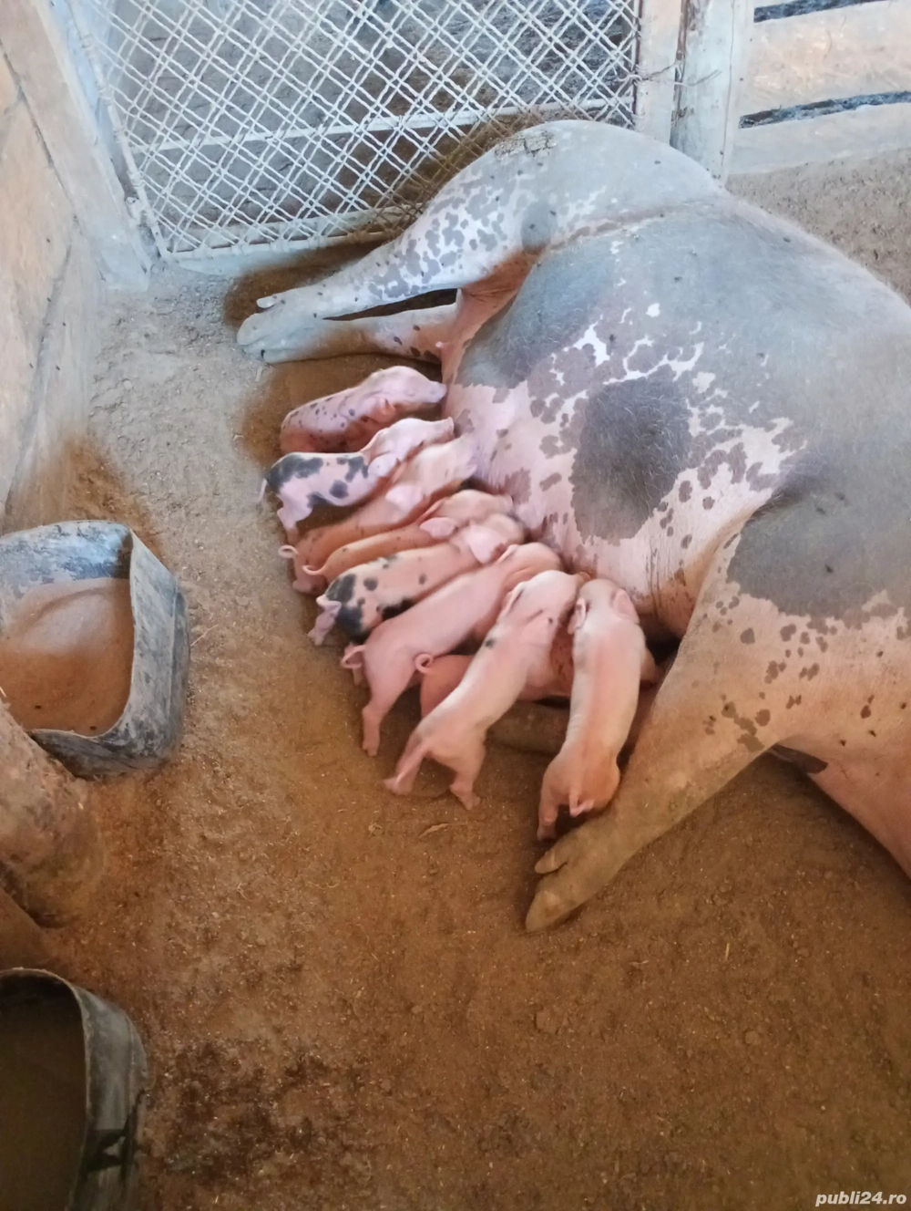 Vând purcea pietreană cu 8 purcei. Vând purcea pietreană cu 8 purcei.