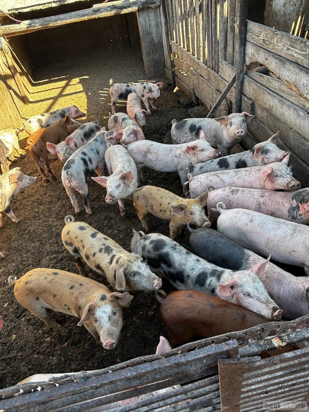 Vand purcei Vand purcei