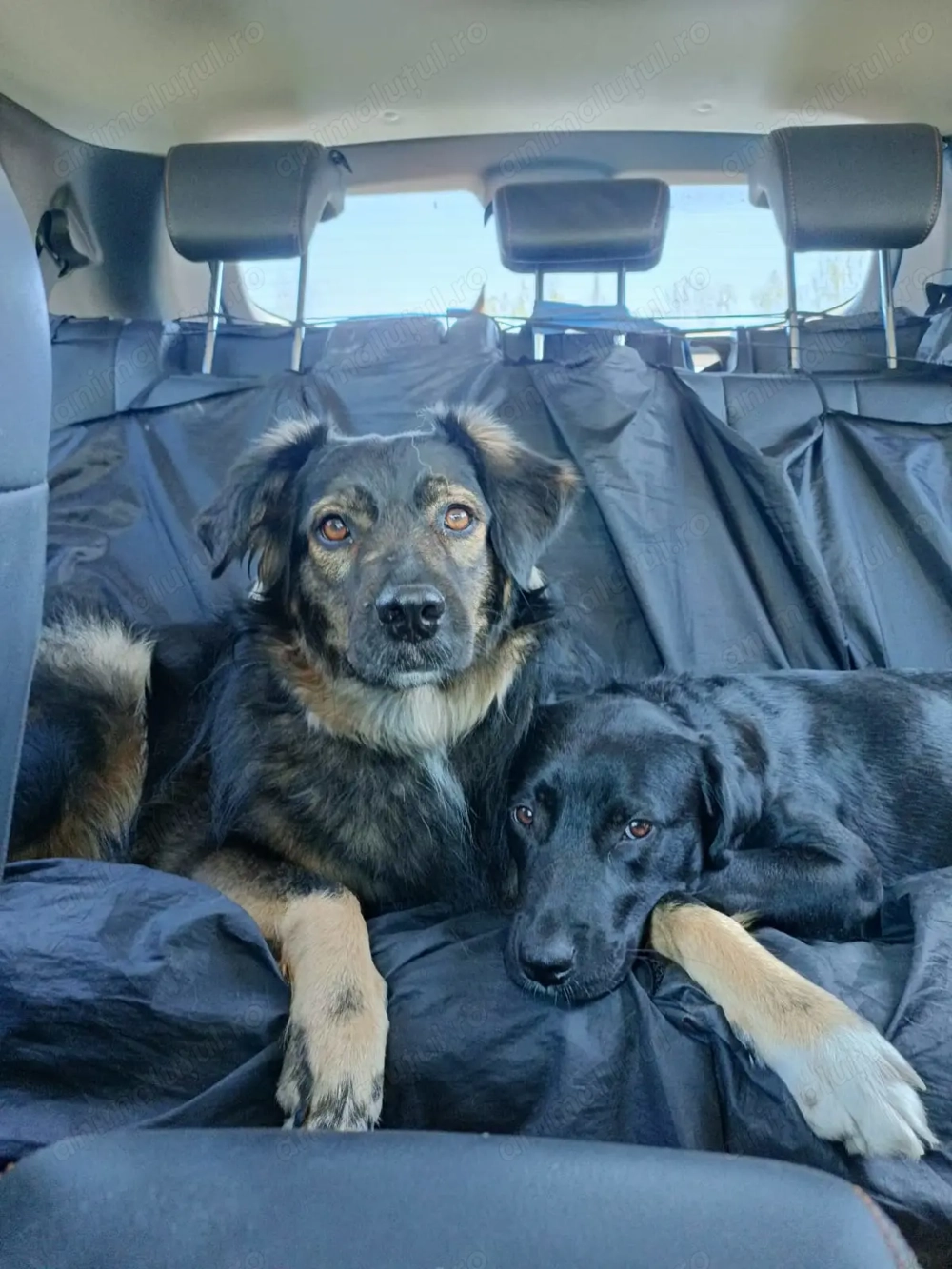 Dresaj si socializare