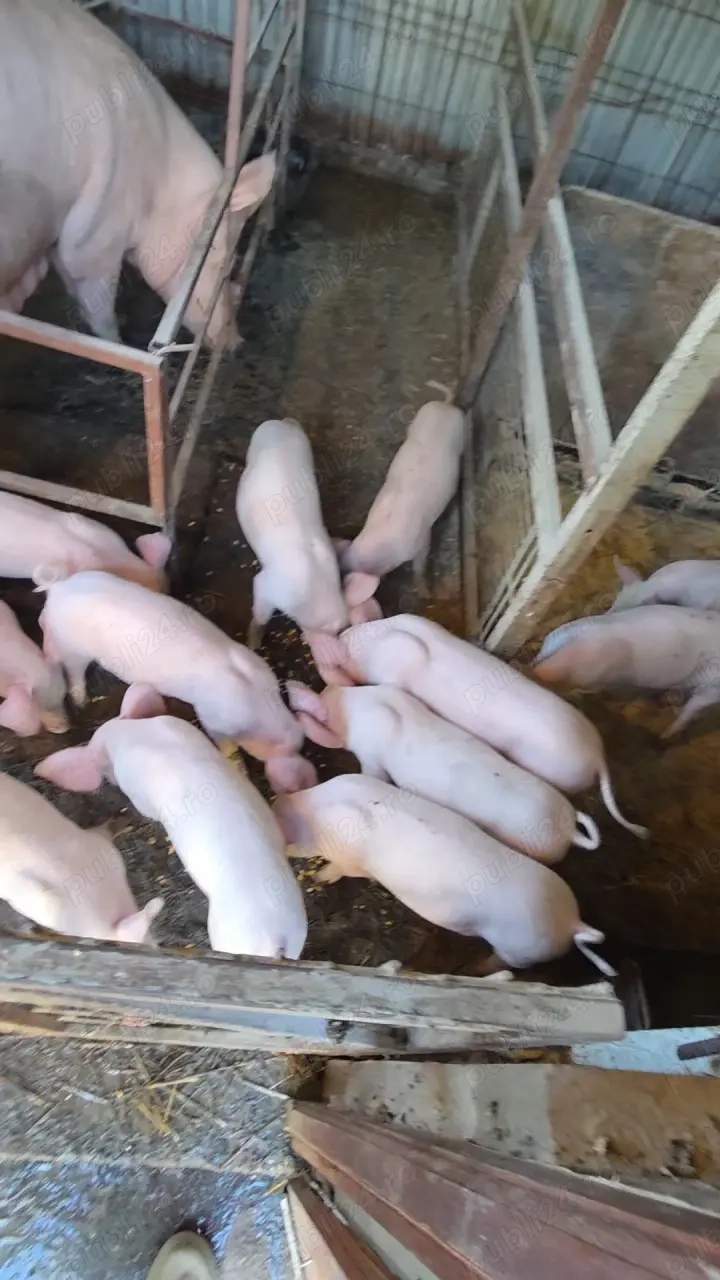 Vând purcei 10 săptămâni 