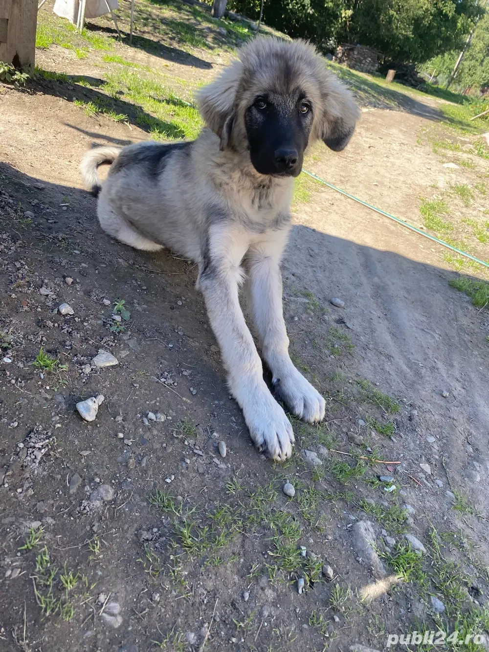 Caucazian de vanzare