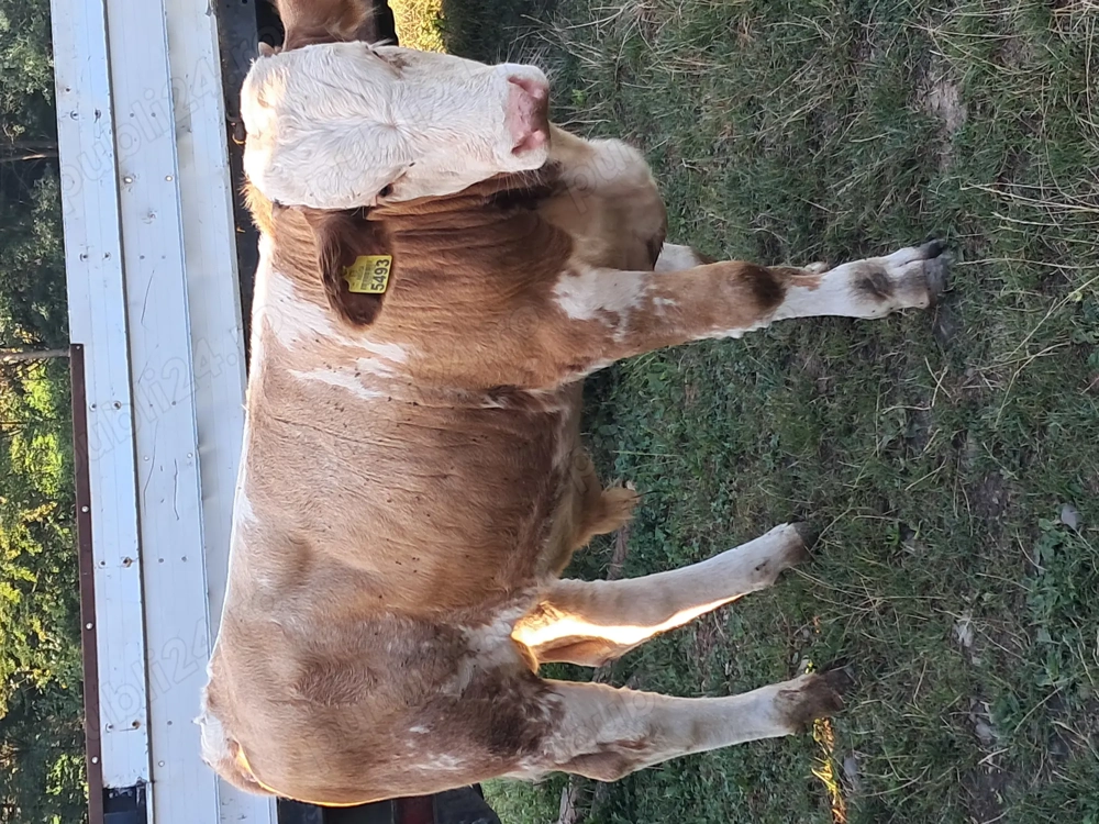 Vand vitel de tinut sau sacrificat Vand vitel de tinut sau sacrificat