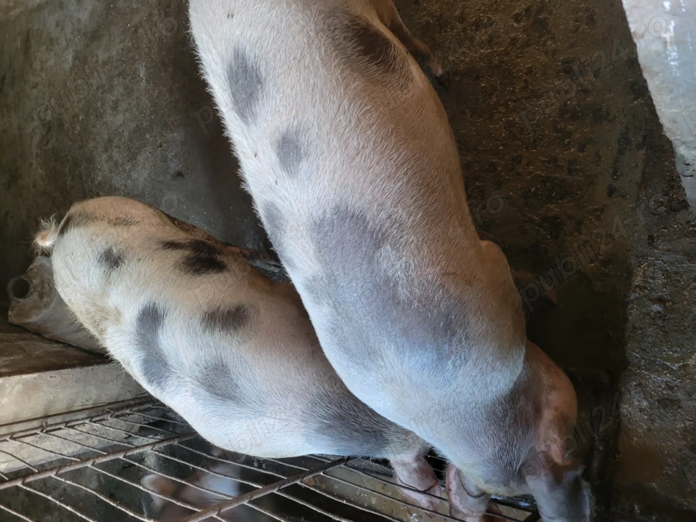 Porci grași de vanzare