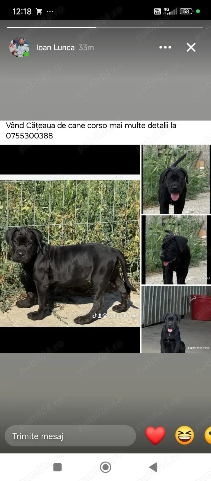 Vând Catelusa de cane corso  are 2 luni și 3 săptămâni   Vând Catelusa de cane corso  are 2 luni și 3 săptămâni