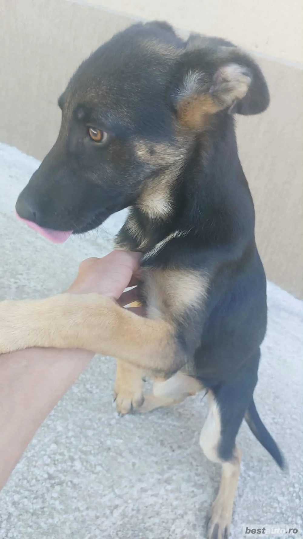 De vânzare     De vânzare