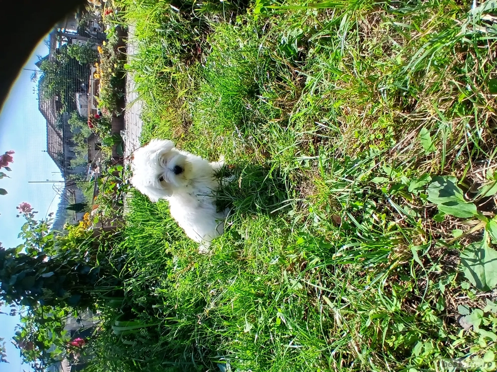 bichon maltese talie mica bichon maltese talie mica