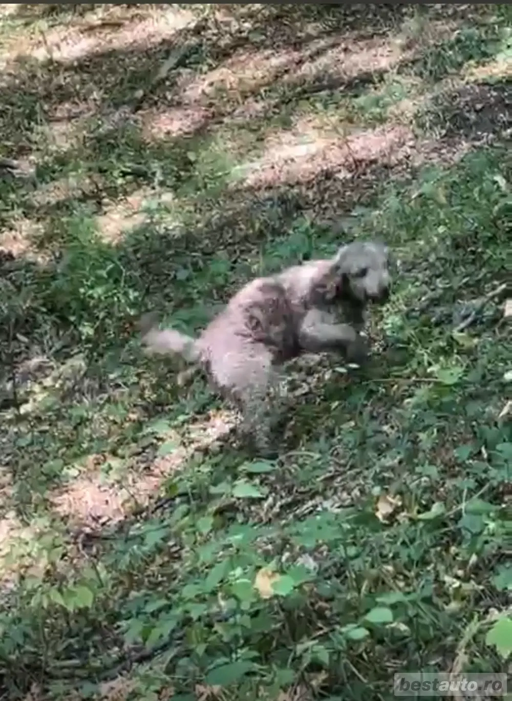 Vand lagotto romagnolo