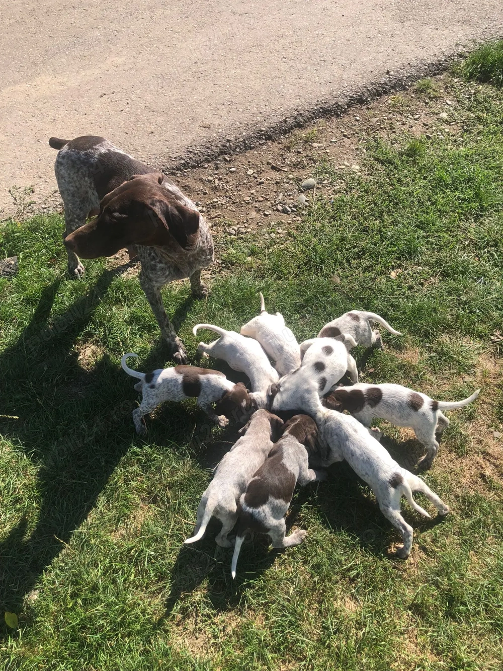Catei de vanatoare din rasa brac german 
