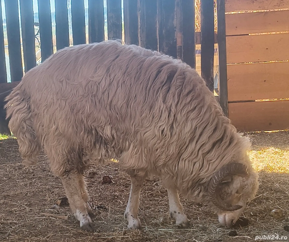 berbecut si mielute disponibile 