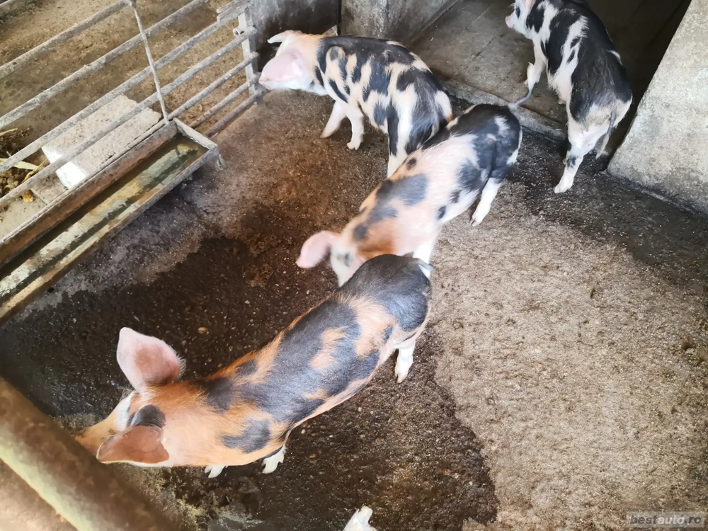 Vând purcei Vând purcei