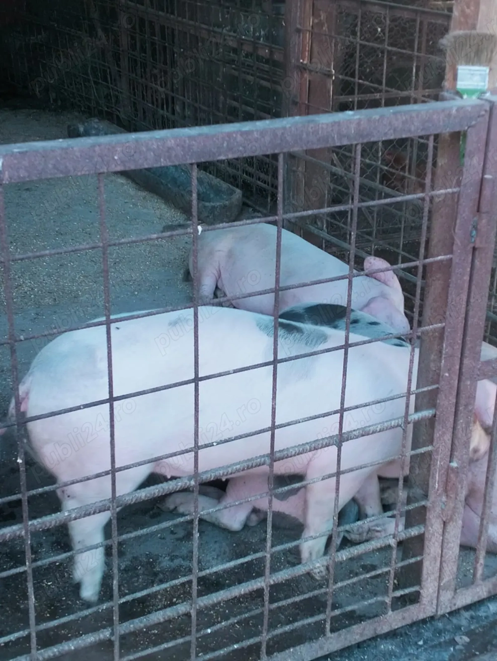 Porci de curte de vanzare in viu aprox 40 kg