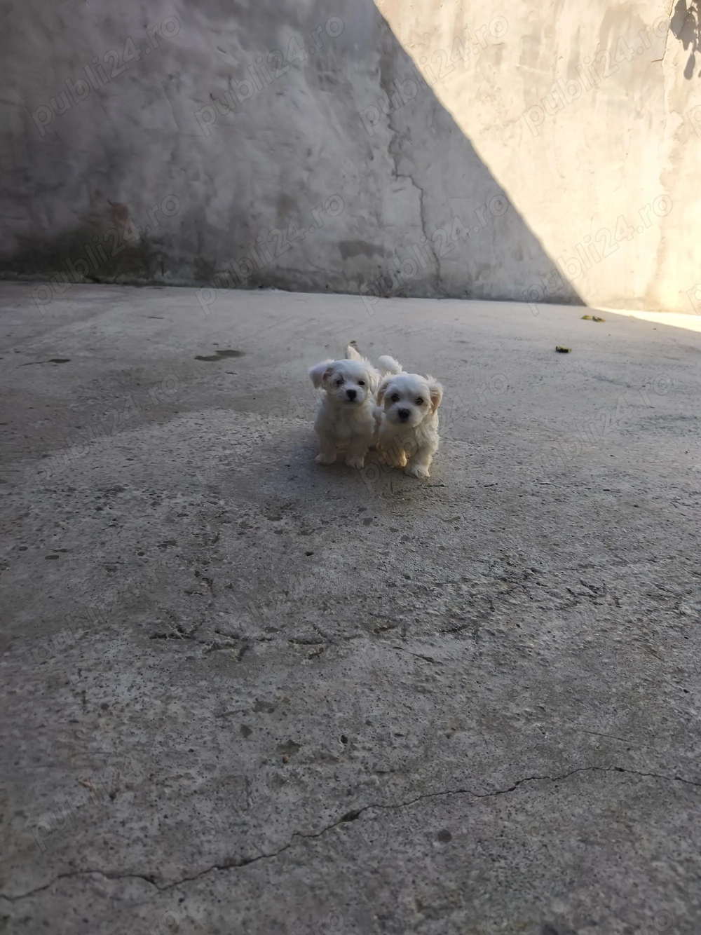 Două iubitoare căutăm familie asemenea nouă     