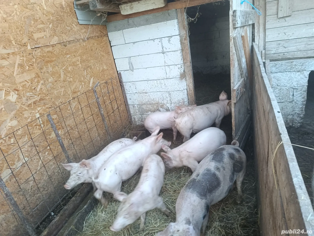 Purcei de vânzare  Purcei de vânzare