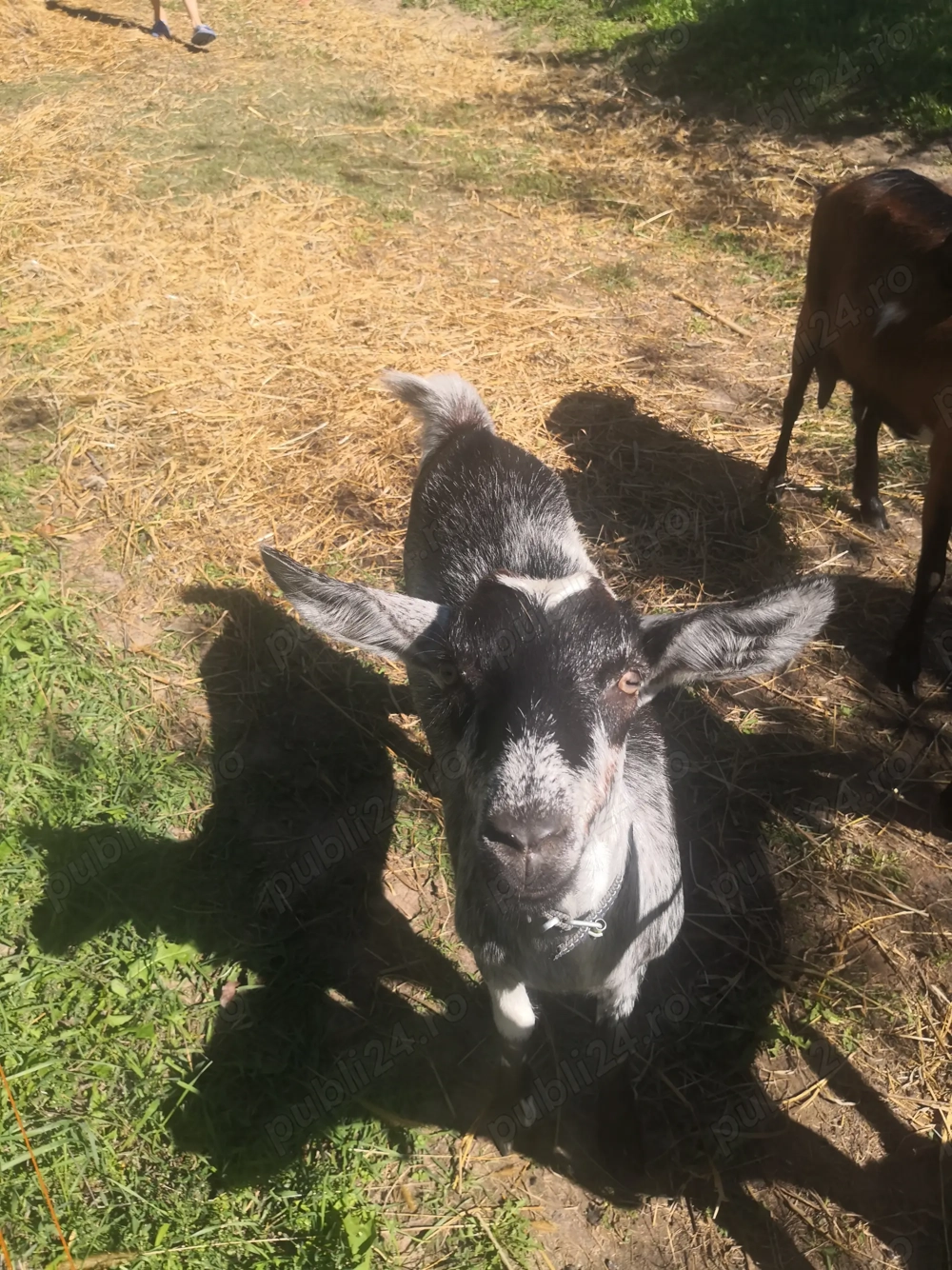 Vind trei iedute de anul acesta  Vind trei iedute de anul acesta