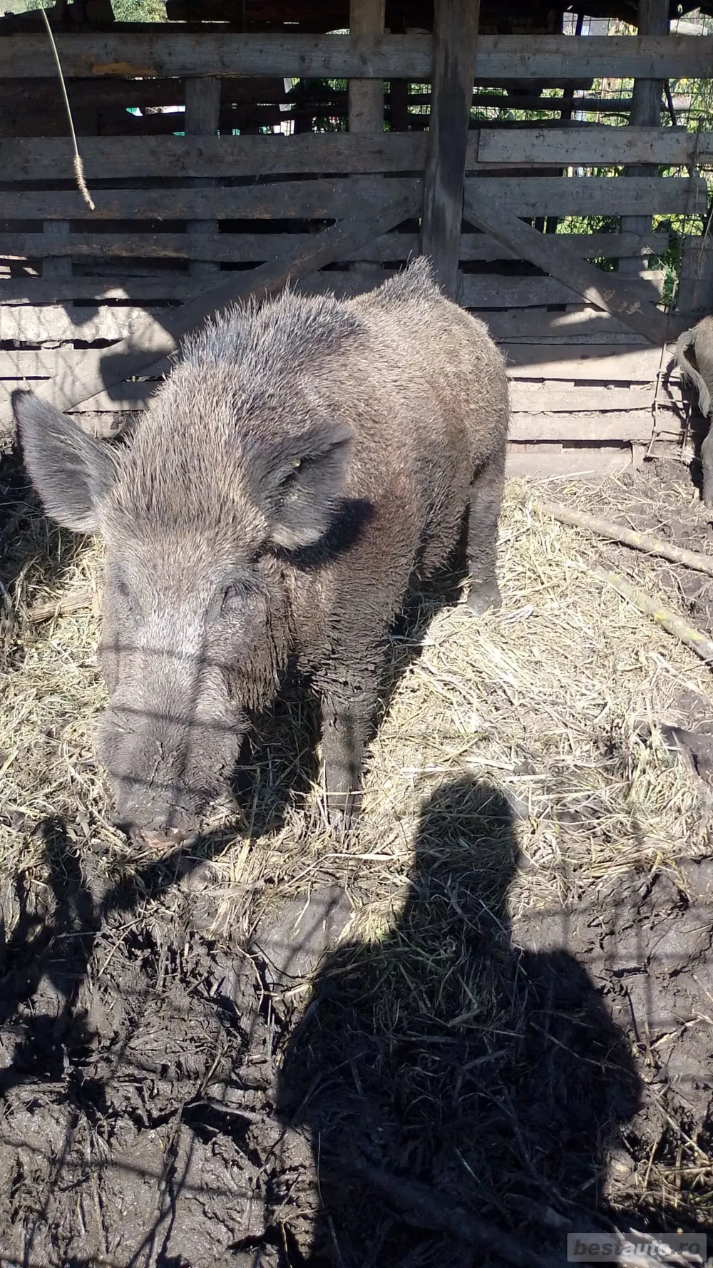 vând purcei de mistreț   vând purcei de mistreț