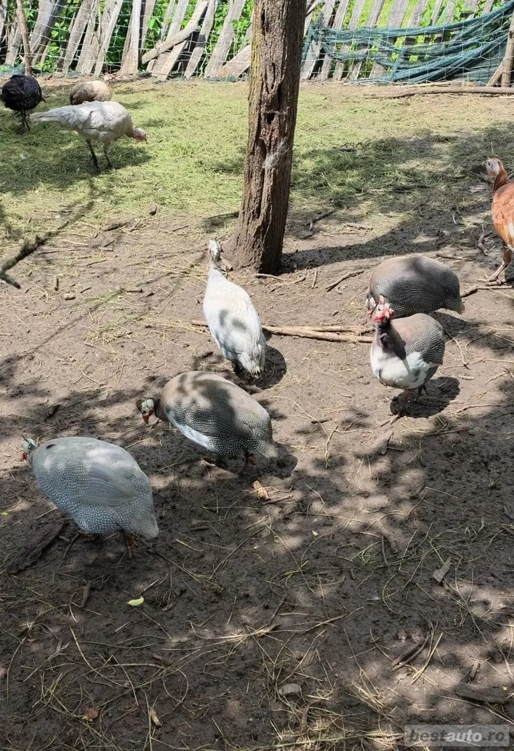 Disponibilii bibilici ( masculi)