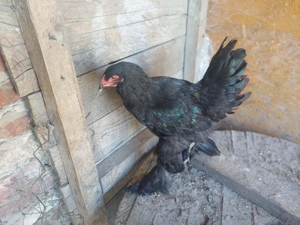 Vând pui brahma negru