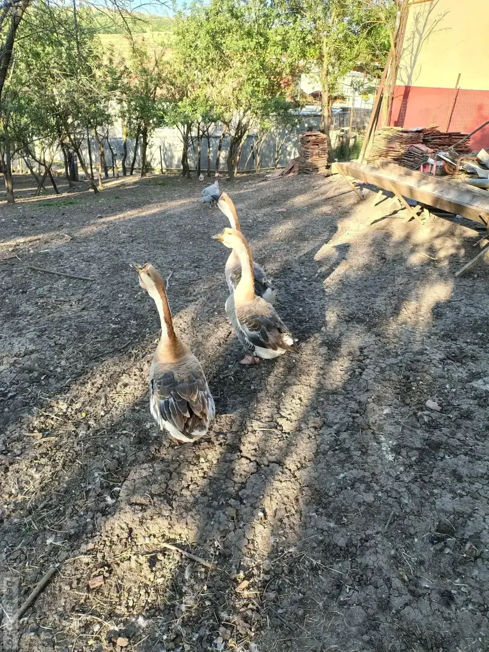 disponibilii gâscanii 