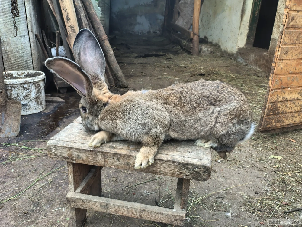 Disponibila femela urias german Disponibila femela urias german