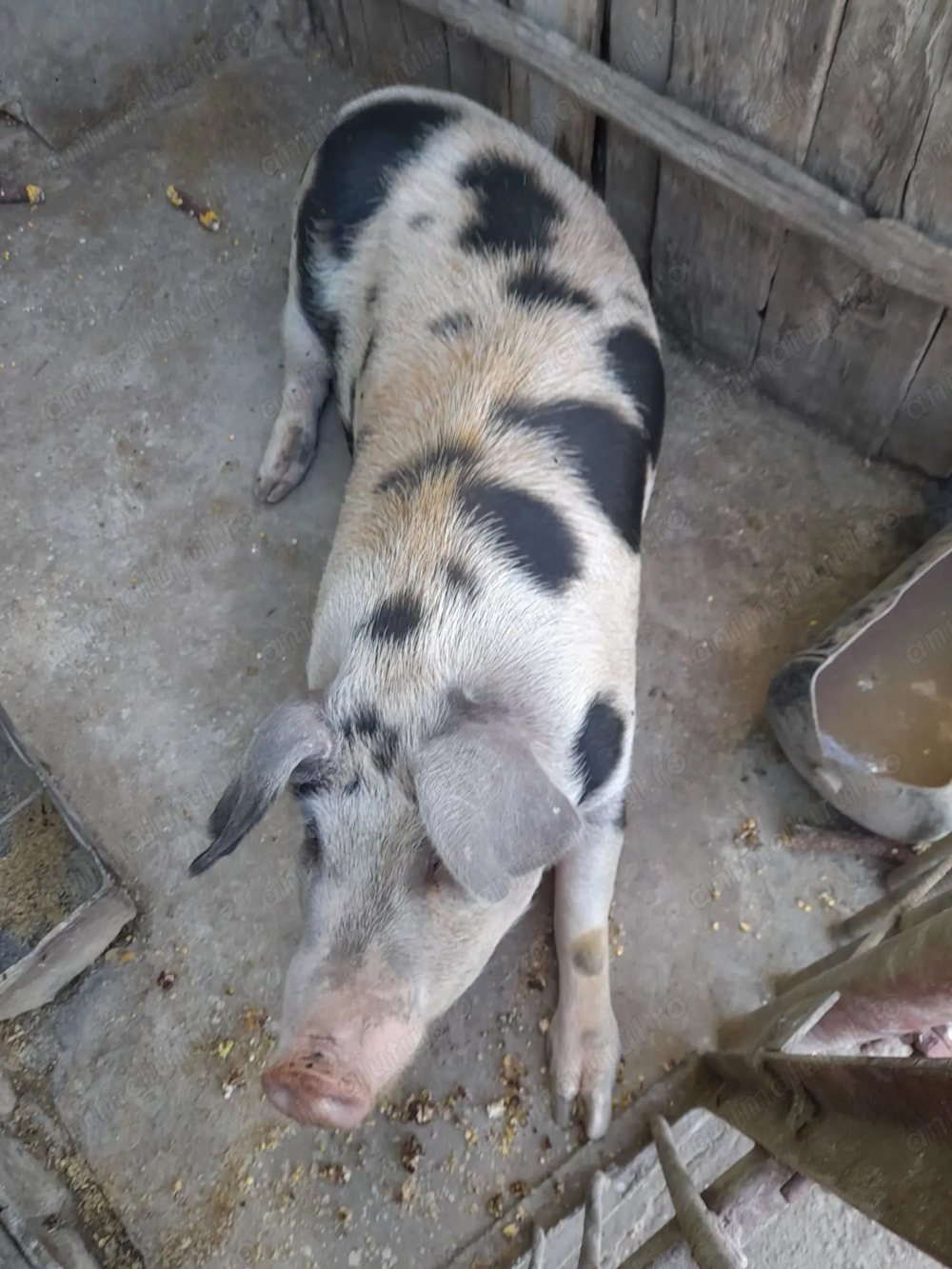 Vând porc de carne aprox. 140 kg Vând porc de carne aprox. 140 kg