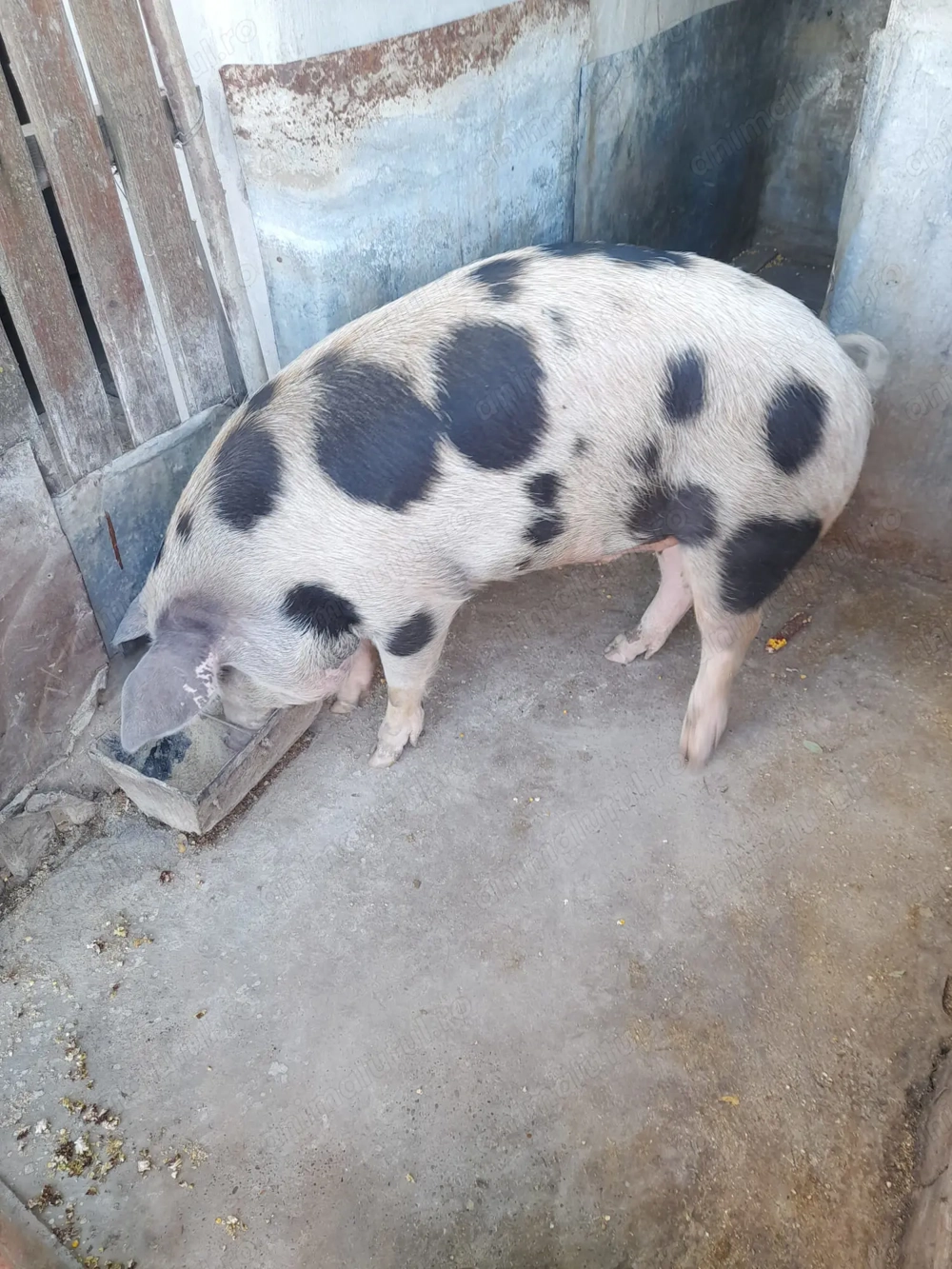 Vand porc de carne aprox. 140 kg