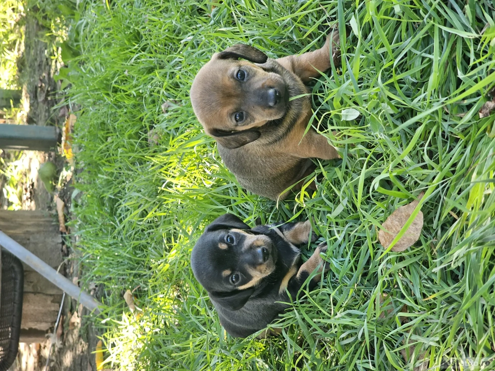 vand pui tekel cu pedigree vand pui tekel cu pedigree