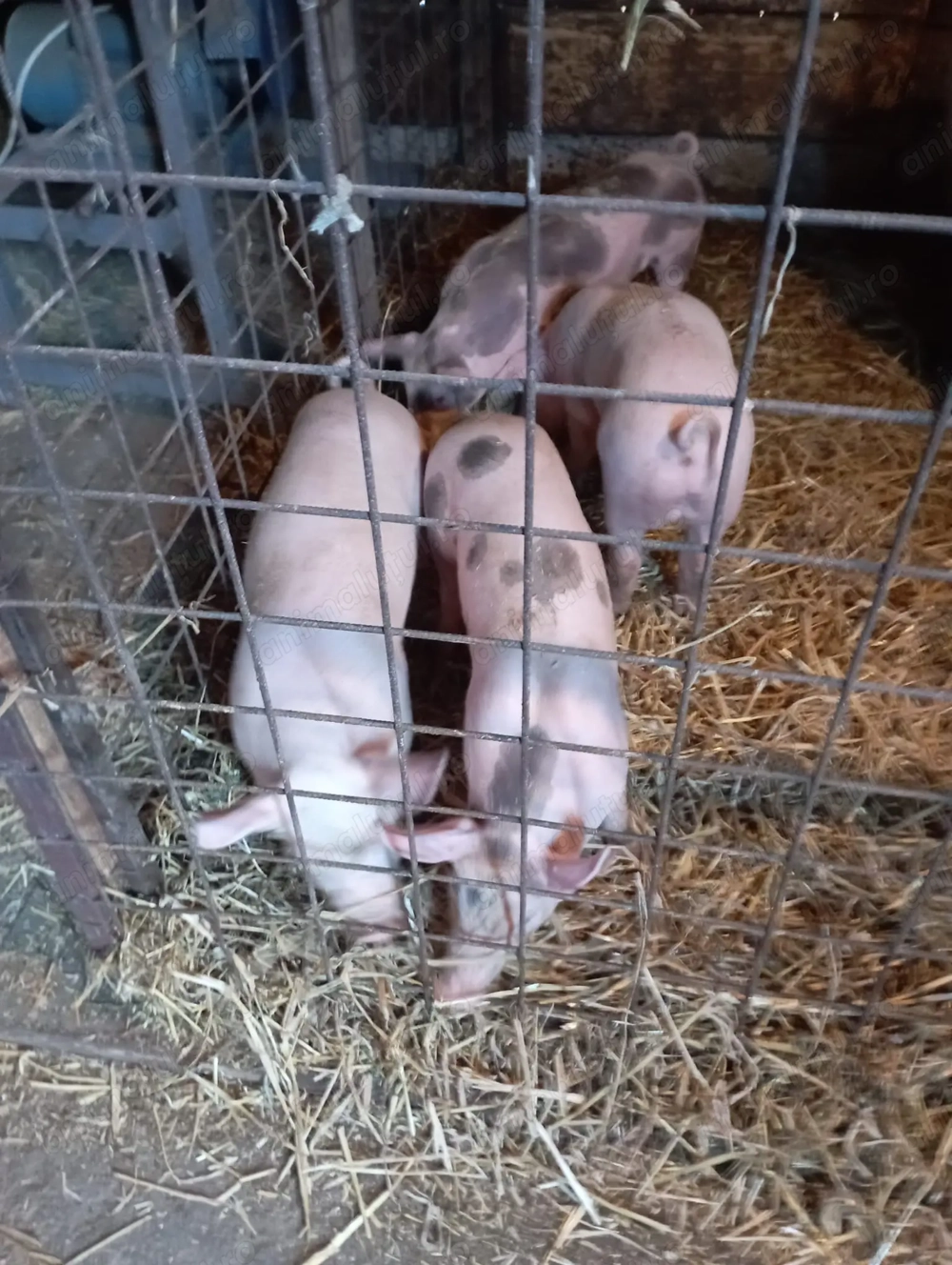 Vand purcei intre 15 si 20 de kg 