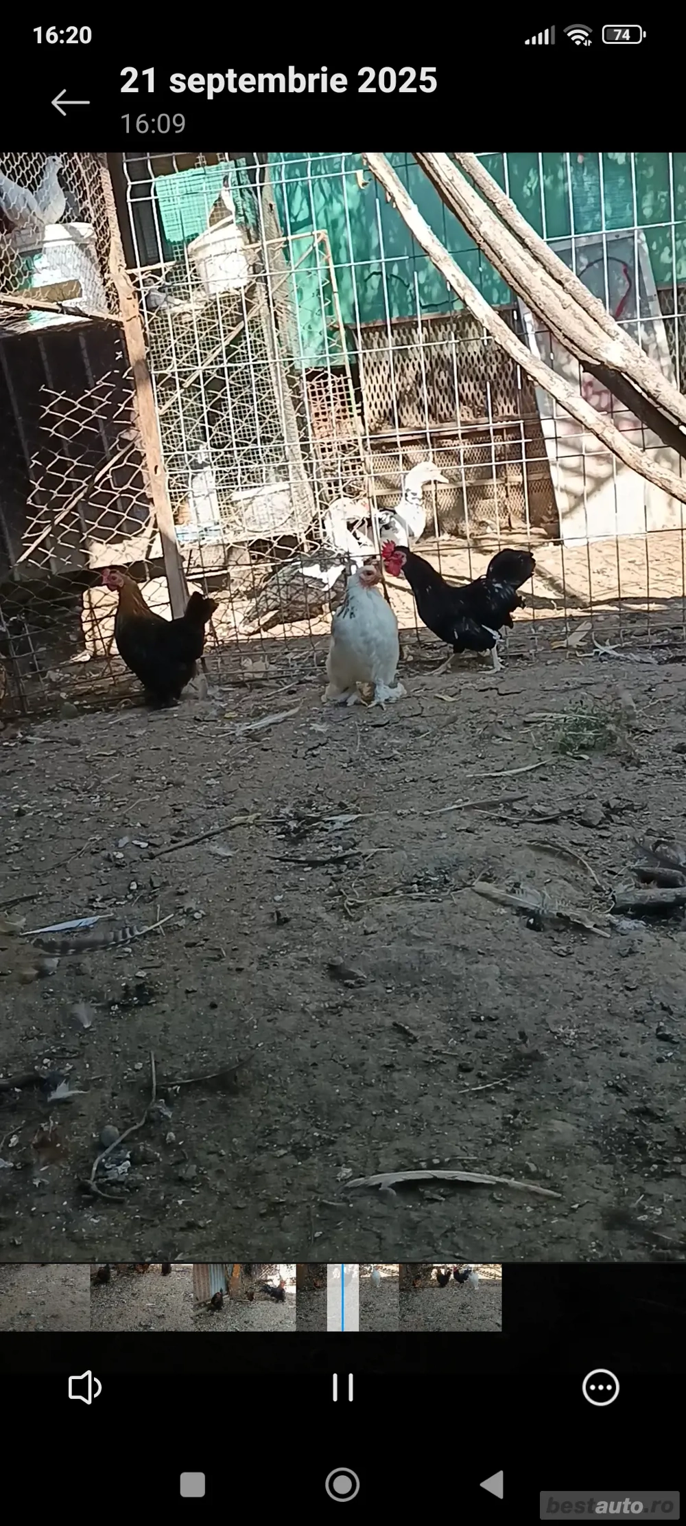 vând schimb 3 găinuși+ cocoșelul 