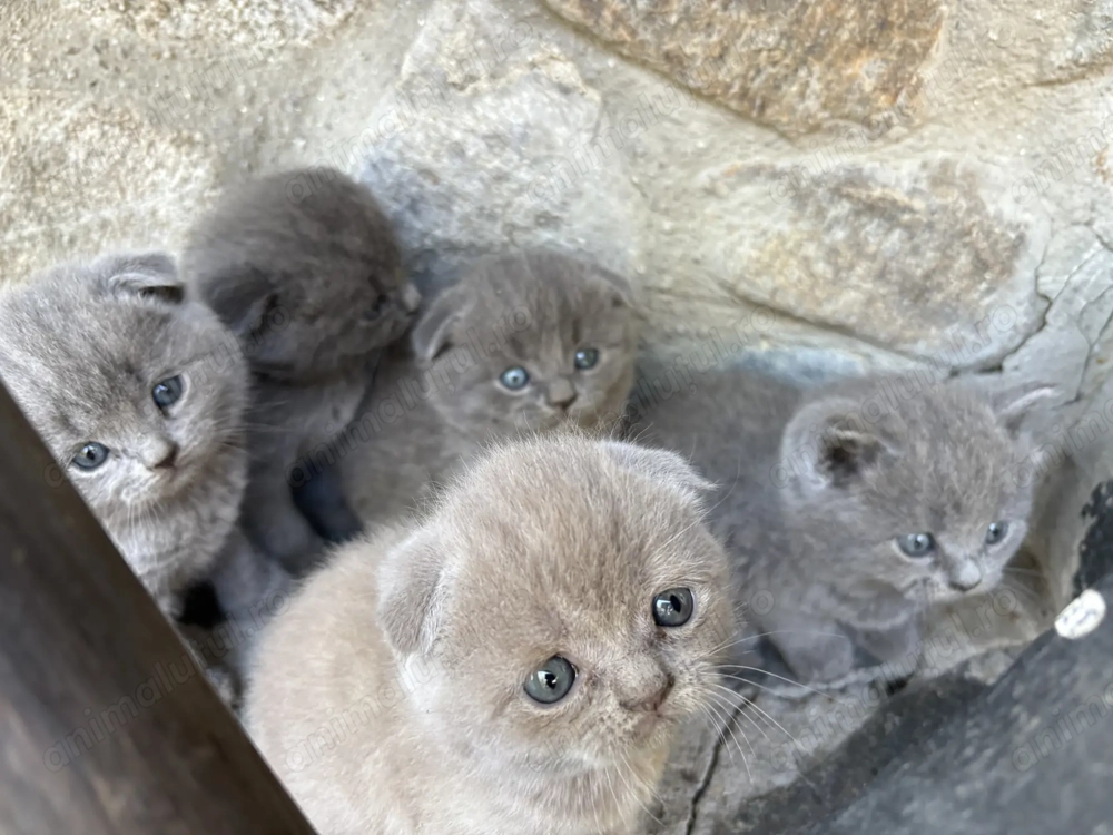 Pisicuțe   motănei scottish fold blue și lila își caută un cămin primitor.