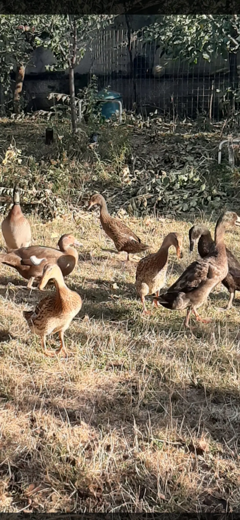 Vand schimb rate alergatoare indiene