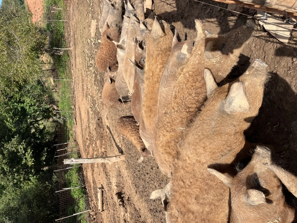 Vand purcei mangalita, petrean , mangalita+mistret!