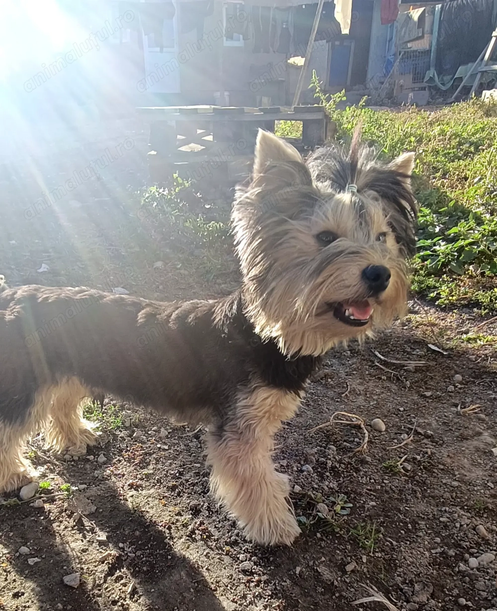 Yorkshire terrier pedigree baiat 1 an