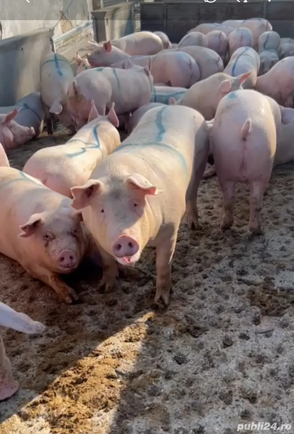 Vand Porci mari  Vand Porci mari