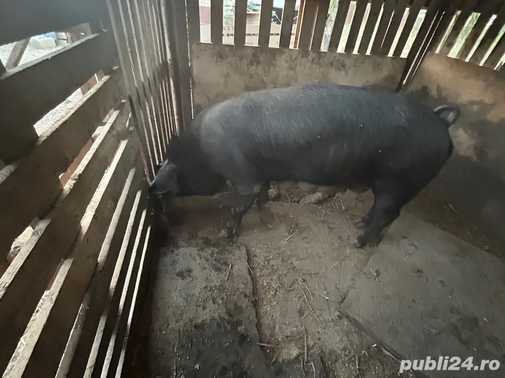 Vând purcei  Vând purcei