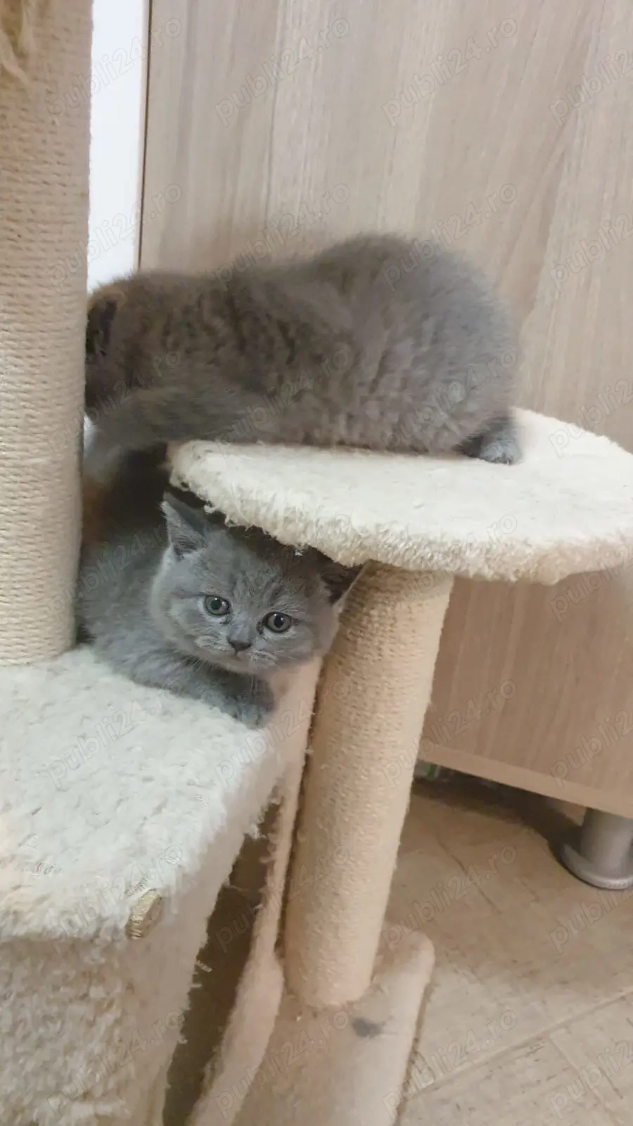 Pui British Shorthair Blue
